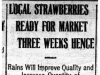 "Local Strawberries Ready for Market Three Weeks Hence"