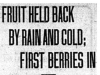 "Fruit Held Back By Rain and Cold: First Berries In"